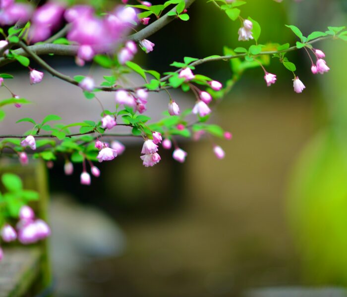 The Japanese Diet: Health, Beauty & the Art of Washoku