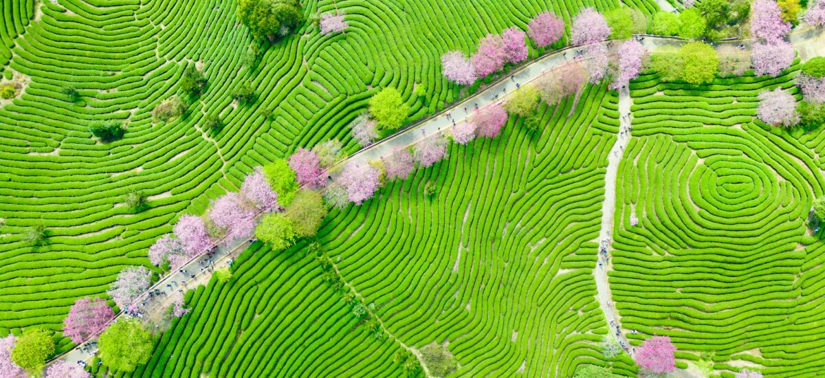 Sakura Taiyaki – Welcome Spring 🌸
