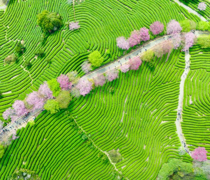 Sakura Taiyaki – Welcome Spring 🌸